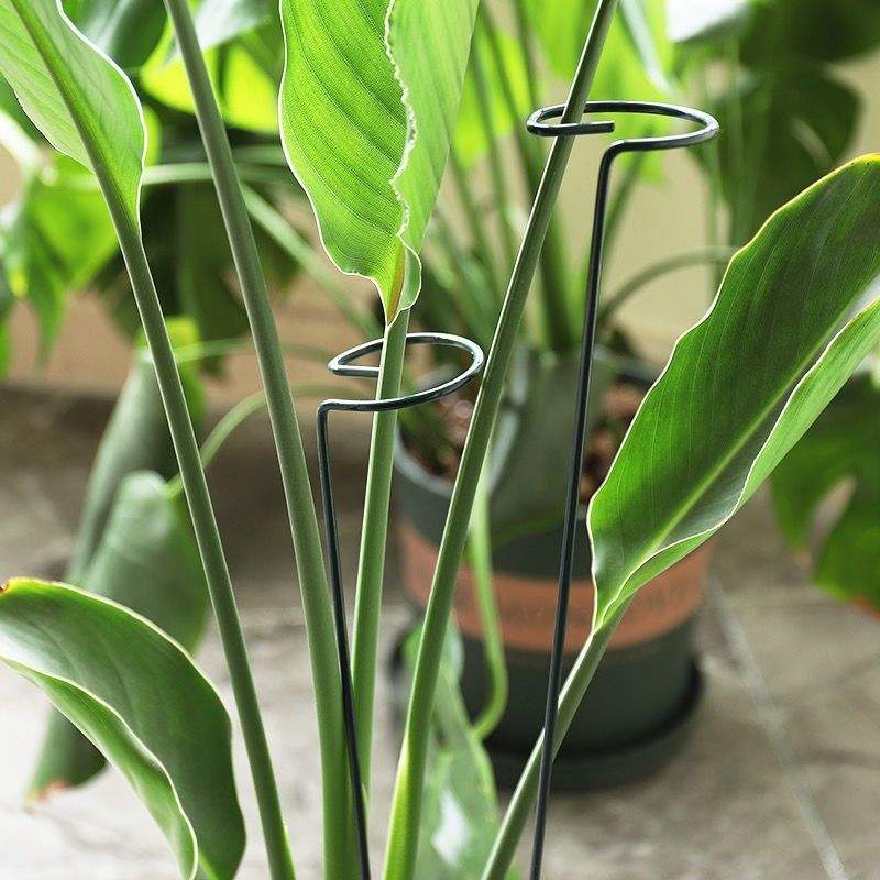 1/10pcs Garden Support Stake R - Gardening Tools Hoe review and price