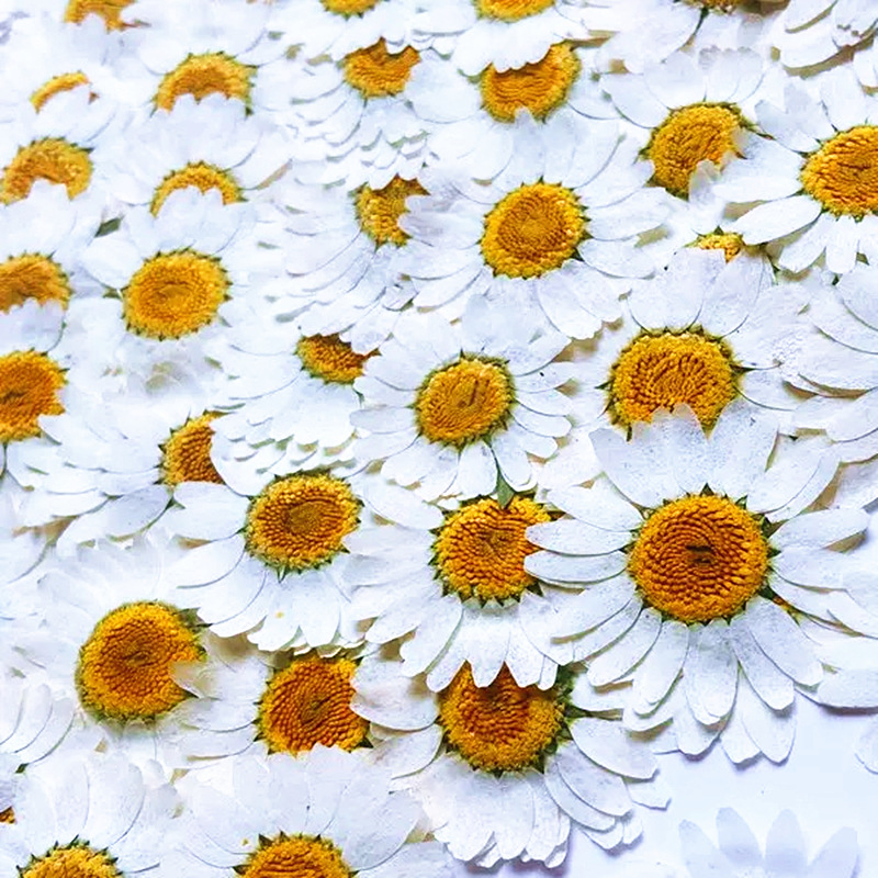 100Pcs Natural White Crystal C - Gardening Tools Diy review and price