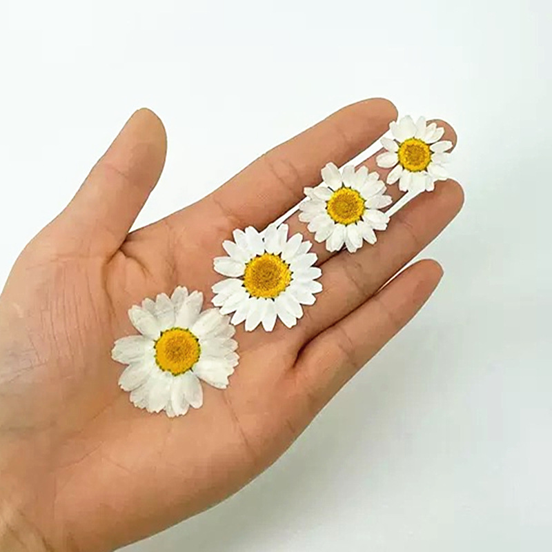 100Pcs Natural White Crystal C - Gardening Tools Diy review and price