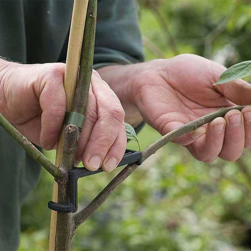 10-30Pcs Fruit Tree Clips Plan - Gardening Tools Gifts review and price